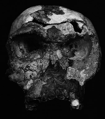 OH 24 skull
